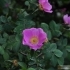 Rosa jundzillii -- Rauhblättrige Rose